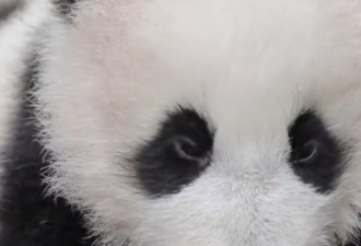 小熊猫集体放风 为啥其中一只特别孤独