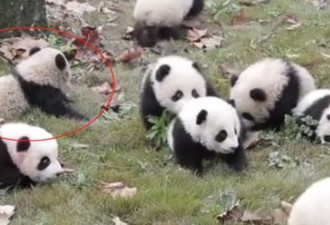 小熊猫集体放风 为啥其中一只特别孤独