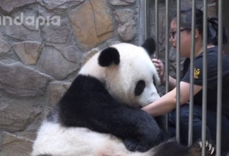 体重200斤的熊猫 看到奶妈后撒娇要抱抱