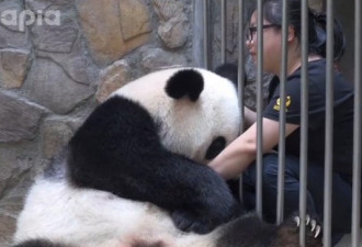 体重200斤的熊猫 看到奶妈后撒娇要抱抱