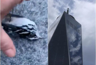 数百只候鸟撞向美国世贸大楼 尸体散落人行横道