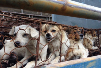 韩国总统拟禁狗肉 动保人士吁中国3年内跟进