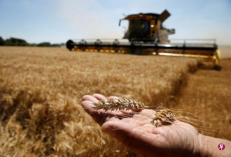 中国增加澳洲小麦进口应对全球产出不足