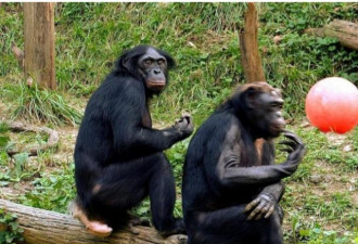 黑猩猩性致高昂 当众表扬父母脸红拎小孩奔逃