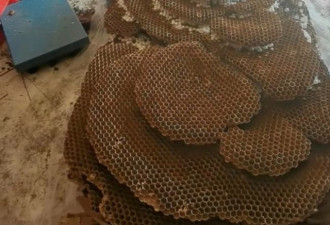 直径2.4米 四川养蜂人收割罕见巨型蜂窝