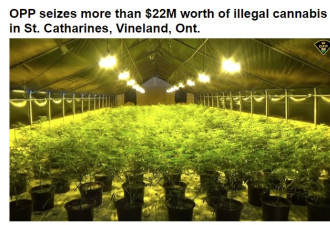 警方缴获价值2200万非法大麻