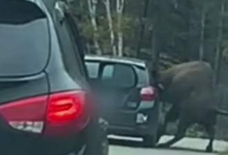 加拿大野生动物园惊险一刻：野牛钻进游客车窗