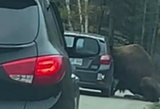 加拿大野生动物园惊险一刻：野牛钻进游客车窗