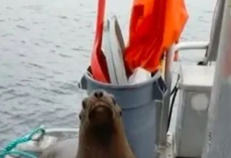 温哥华岛女子遭虎鲸围攻 轰海狮下水逃命被骂