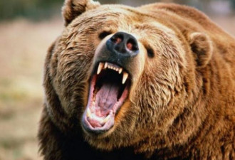 拳击冠军遇袭 重伤奋战手刃600公斤棕熊