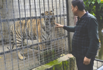 私闯动物园游客被嘲：老虎也不吃垃圾食品