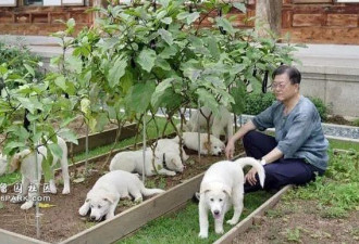 韩国1年吃200万条狗却要禁吃狗肉?原因很意外