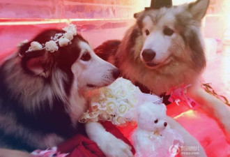 广州“铲屎官”为爱犬办婚礼 雪橇犬穿婚纱完婚