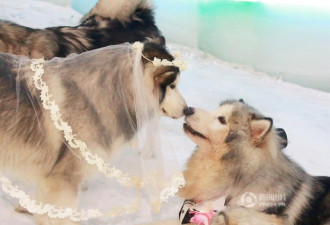 广州“铲屎官”为爱犬办婚礼 雪橇犬穿婚纱完婚
