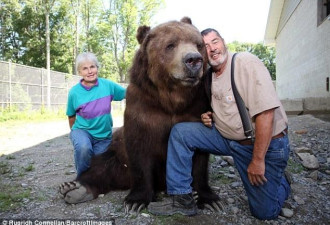 在家养熊是啥体验？美国夫妇将家养11熊当孩子