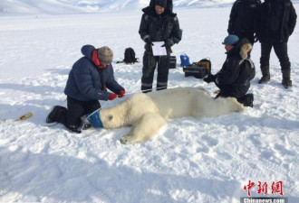 探访世界最北极地科考站：游客射杀北极熊