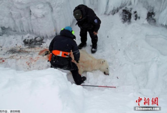 探访世界最北极地科考站：游客射杀北极熊