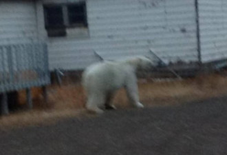 加拿大土著人儿童惊险相遇北极熊