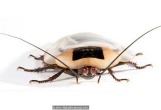 蟑螂大多数并非害虫:只有1%会对人类造成困扰