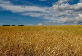 中国需求刺激欧洲小麦价格上涨 让法农业界担忧