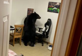 吓呆！回家后见黑熊在房间里翻箱倒柜！