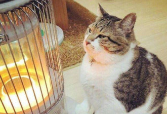 为什么说猫咪“最爱铲屎官”的季节是冬天