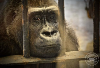 囚禁水泥牢笼38年 大猩猩眼中含泪向游客乞食