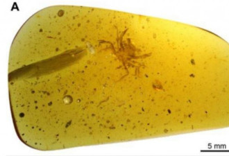 哈佛曝新发现 1亿年琥珀竟“完整封印”螃蟹