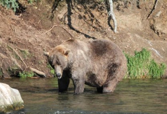 阿拉斯加骑行者路遇500磅重大棕熊 靠这招救命