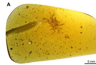 哈佛新发现 1亿年前琥珀完整封印的螃蟹