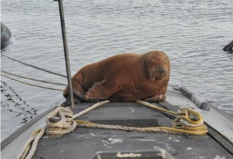 海军潜艇迎稀客 荷兰海象登港口甲板休憩