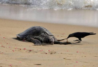 场面惊悚：?300多只海龟曝尸沙滩令人揪心
