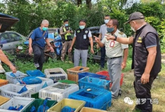 泰国警方救出44只猕猴 被走私往中餐馆
