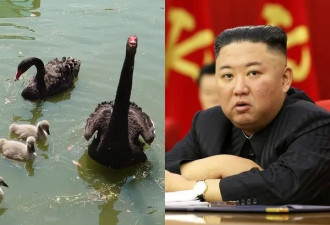 北韩宣导民众吃黑天鹅肉 美味又有医疗价值　