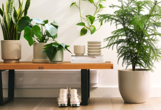 室内绿植为何有助于改善身心健康与生活环境?