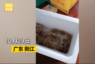 男子花68元网购20只大闸蟹 打开快递傻眼
