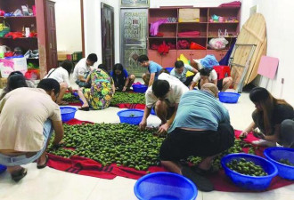 槟榔果价新高农户焦虑:有50多万亩 怕政策更严