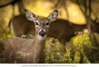大量白尾鹿感染新冠 或进化更强毒株