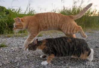 摄影师沖昌之拍到的流浪猫个个身怀绝技