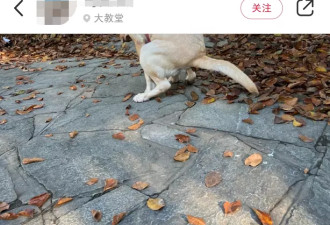 华女遛狗用Gucci袋装狗屎，下一秒纸袋被抢走！