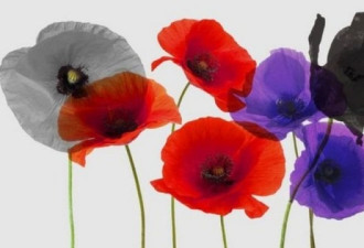 英国国殇纪念日:不同颜色的罂粟花代表的含义