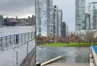 温哥华市中心被淹啦！水漫上草坪能划船