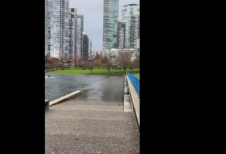 温哥华市中心被淹啦！水漫上草坪能划船
