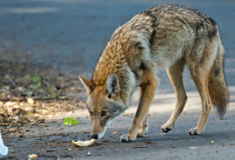 多伦多居民区郊狼越来越多 竟因为有人喂肉？！