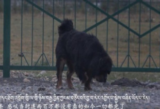 3000万藏獒沦为流浪犬后:被运往狗肉店