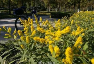 加拿大一枝黄花登上中国热搜 网友：生态杀手