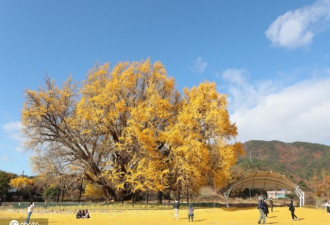 韩国800年古银杏树落叶形成金黄“地毯”