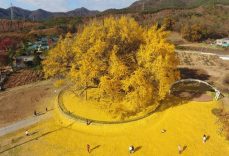 韩国800年古银杏树落叶形成金黄“地毯”