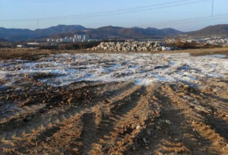 大连一深坑现上百病死猪 距水库仅五百米