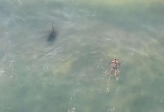 游泳者被海浪推向2米长鲨鱼 惊险一幕